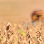 A regulagem das colhedoras de grãos é primordial para a redução das perdas, decorrentes do processo de colheita.