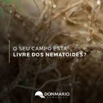 Nematoides da soja: o que são e como afetam a produtividade da safra