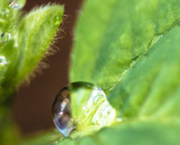 Tudo sobre qualidade fisiológica de sementes: germinação, vigor e longevidade