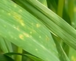 Doenças foliares do trigo: guia completo de identificação, prevenção e manejo