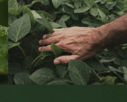 Saiba qual cultivar de soja escolher para a safra 2025/26