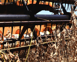 Conheça as novas cultivares de soja da DONMARIO Sementes - BLOG