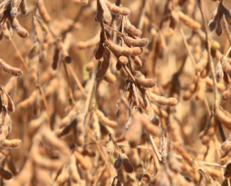 Conheça as novas cultivares de soja da DONMARIO Sementes - BLOG