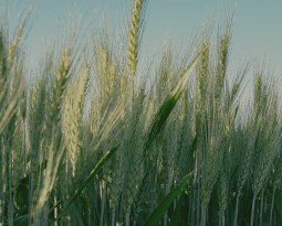 Cultivar de trigo: conheça o mais novo lançamento da DONMARIO